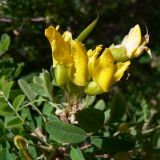 Caragana arborescens