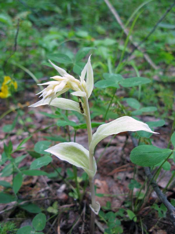 Изображение особи Epipactis helleborine.