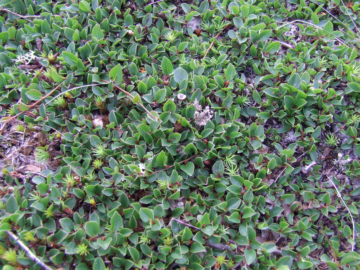 Image of Salix nummularia specimen.