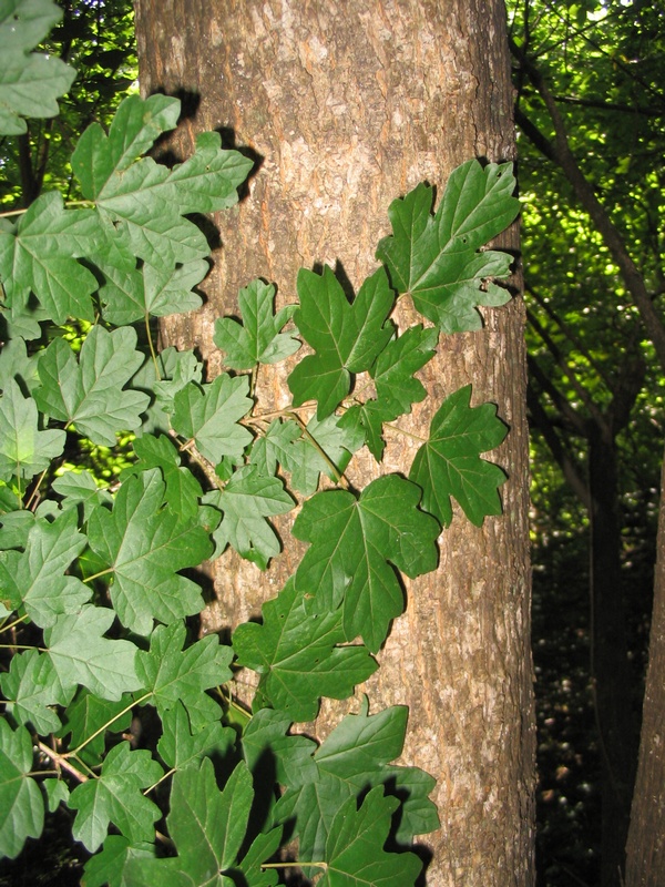 Image of Acer campestre specimen.