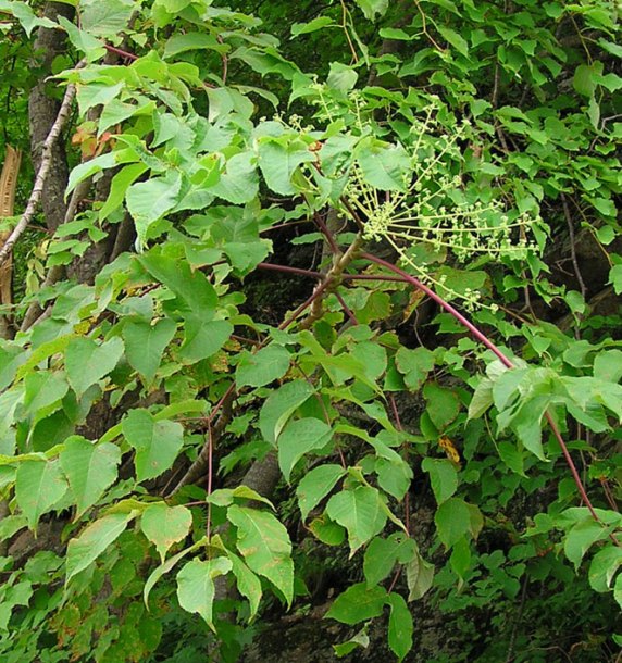 Image of Aralia elata specimen.