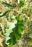 Rumex longifolius