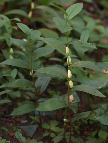 Image of Polygonatum humile specimen.