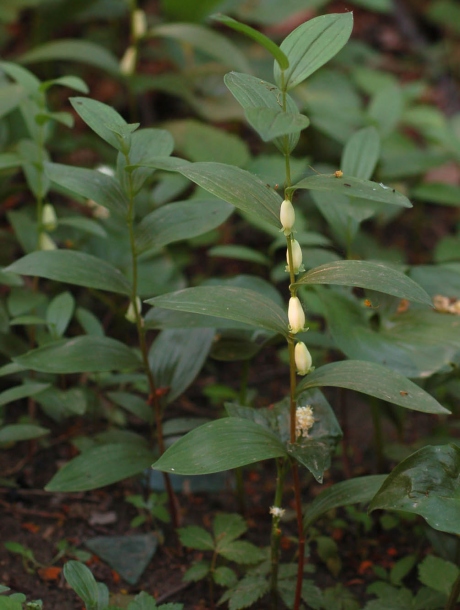 Изображение особи Polygonatum humile.