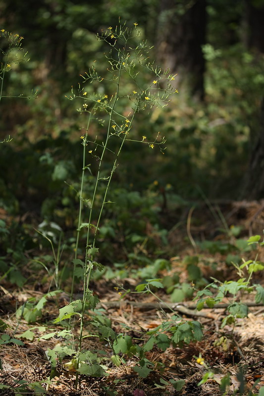 Image of Mycelis muralis specimen.