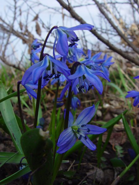 Изображение особи Scilla siberica.