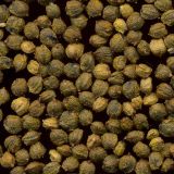 Humulus lupulus. Плоды - односемянные орешки. Курская обл., г. Железногорск, пойма р. Погарщина. 3 октября 2009 г.