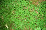 Oxalis acetosella. Куртина под пологом пихтового леса. Алтайский край, с.Тигирек. 16 июня 2008 г.