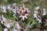 Rhinopetalum stenantherum