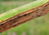 Phleum pratense