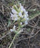 Oxytropis ammophila. Соцветие растения белоцветковой формы. Хакасия, окр. с. Аршаново, степь на песках. 28.05.2015.