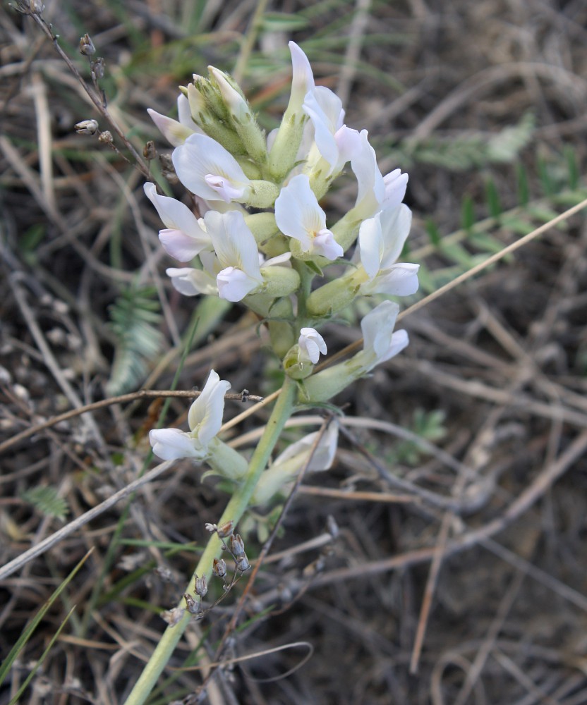 Изображение особи Oxytropis ammophila.