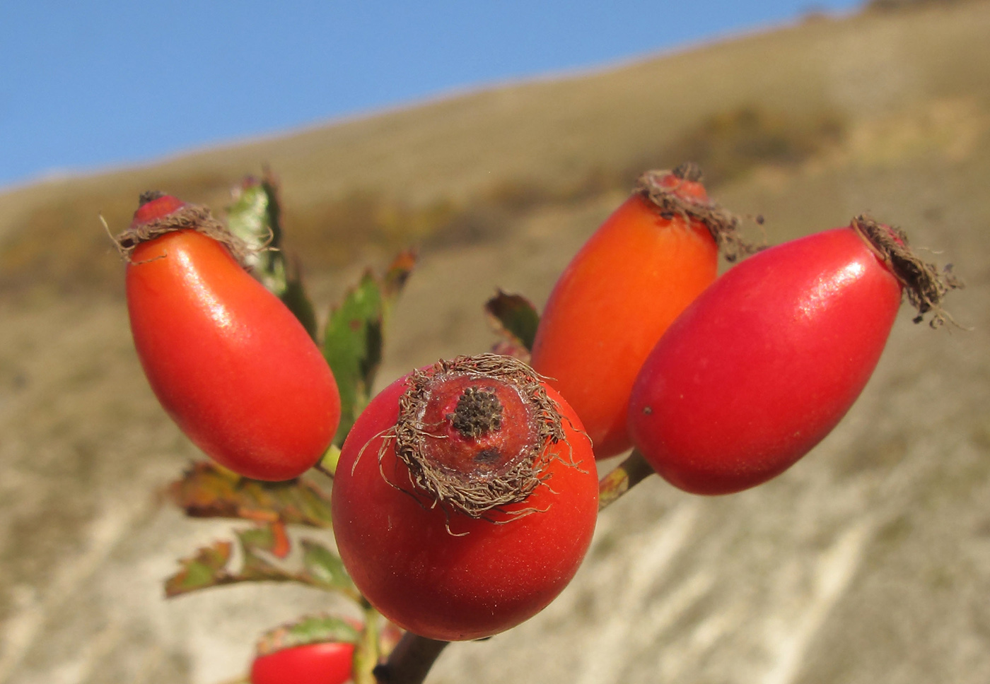 Изображение особи Rosa corymbifera.