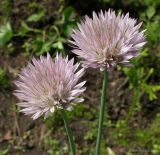 Allium winklerianum. Соцветия. Москва, БС МГУ. 28.05.2003.