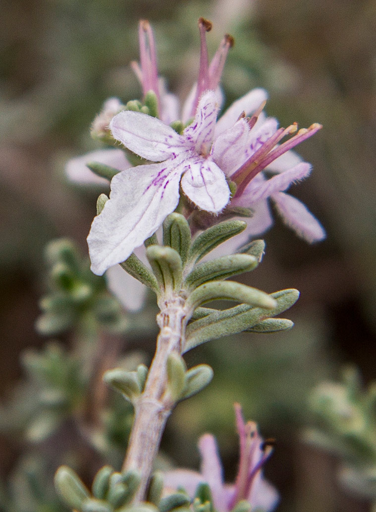 Image of Teucrium brevifolium specimen.