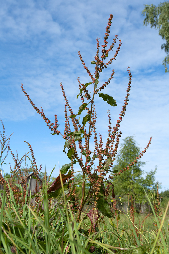 Image of Rumex sylvestris specimen.
