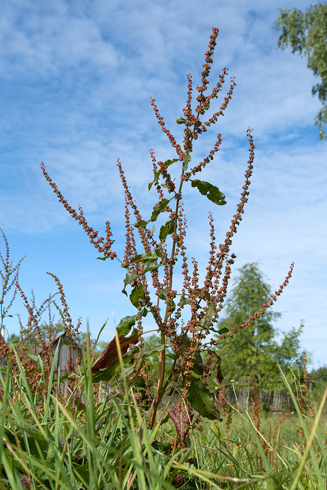 Изображение особи Rumex sylvestris.