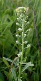 Alyssum alyssoides