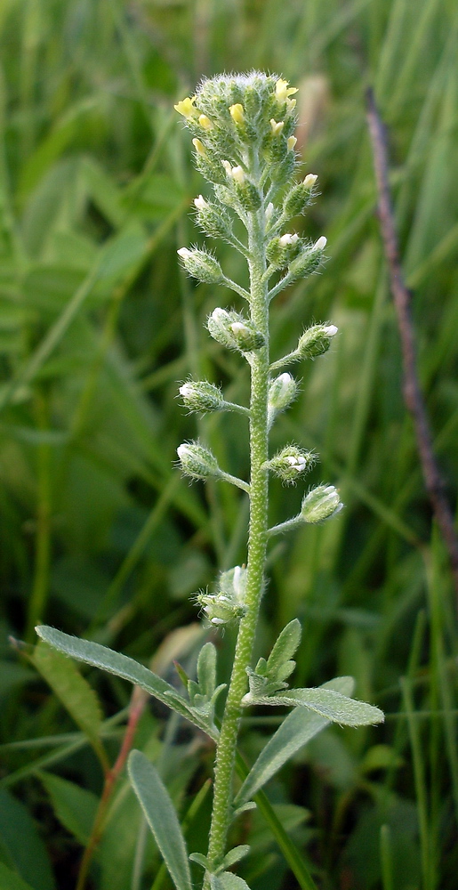 Изображение особи Alyssum alyssoides.