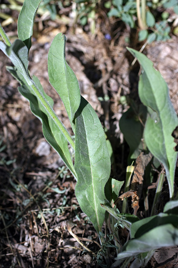 Изображение особи Lindelofia macrostyla.