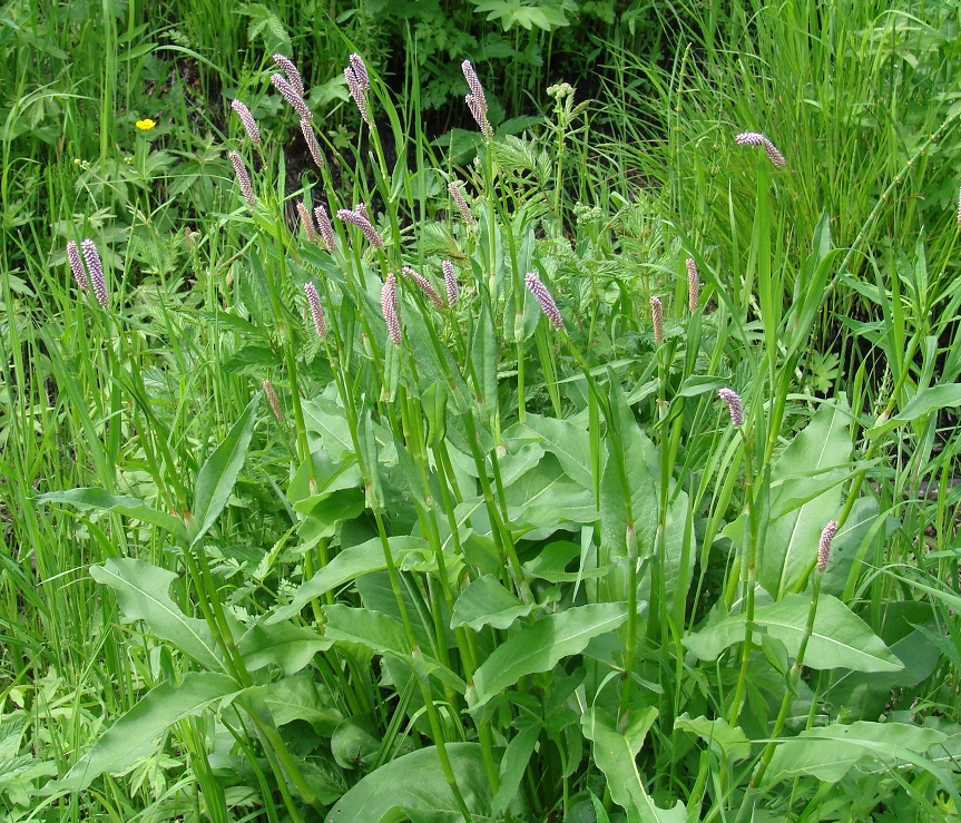 Изображение особи Bistorta officinalis.