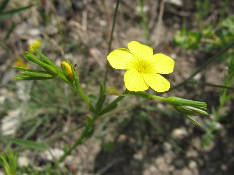 Изображение особи Linum nodiflorum.