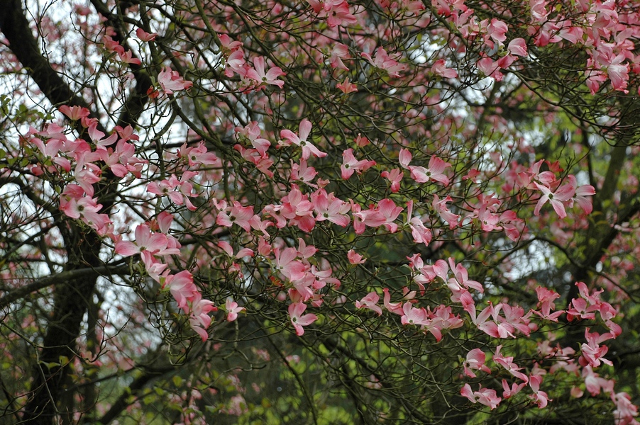 Image of Cynoxylon florida var. rubrum specimen.