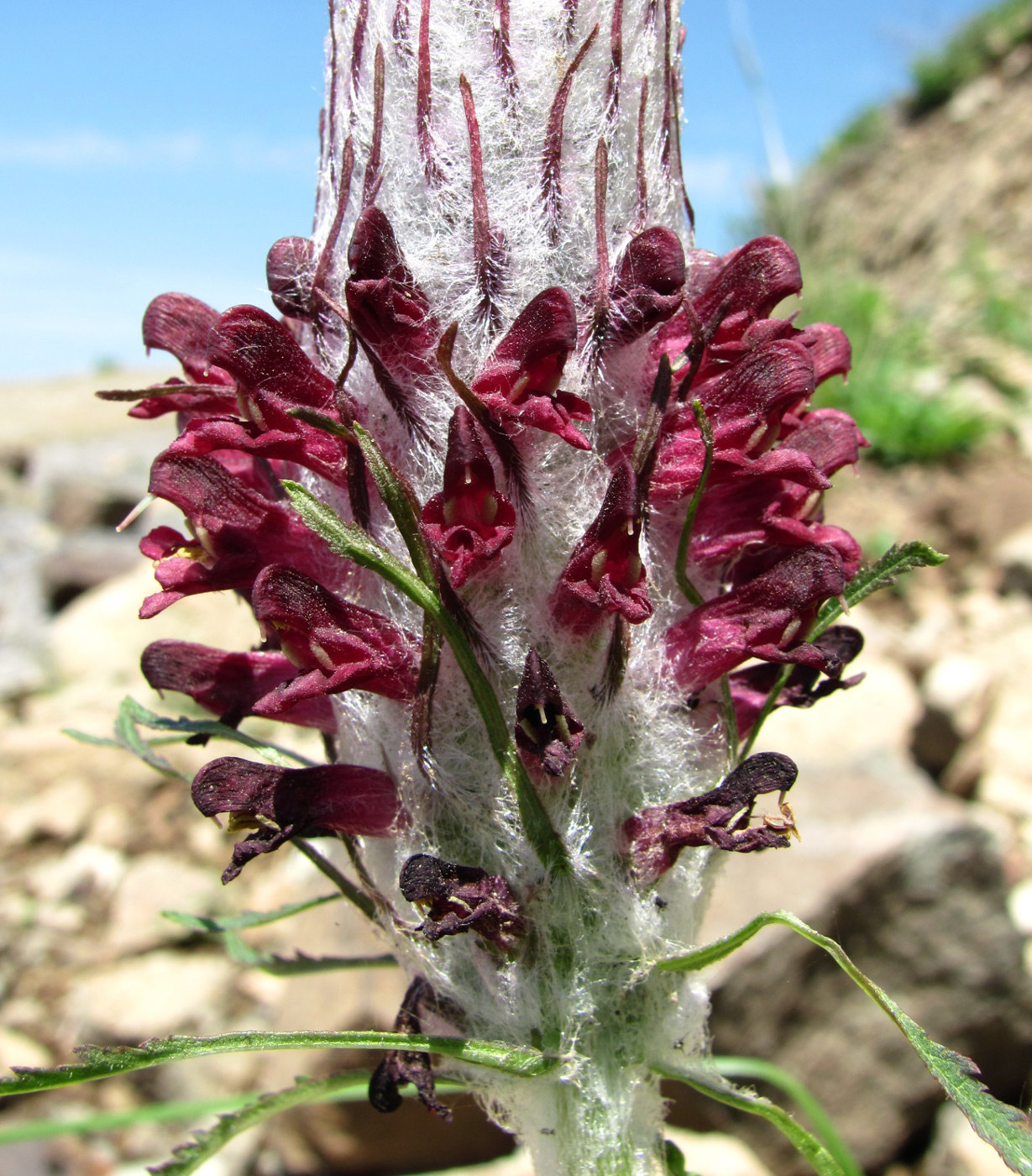 Image of Pedicularis atropurpurea specimen.