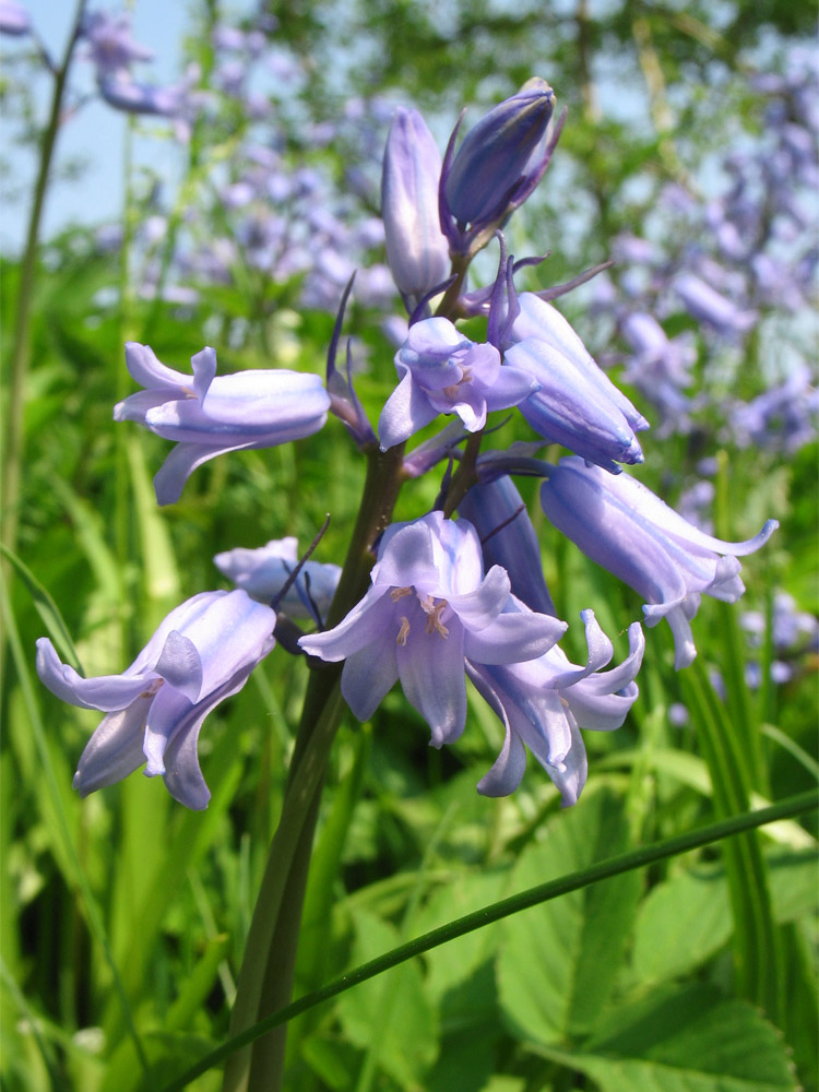 Image of Hyacinthoides &times; massartiana specimen.