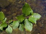 Populus suaveolens. Верхушка ветви. Бурятия, Байкальский заповедник, нижняя часть северного склона хр. Хамар-Дабан, низовья р. Ушаковка. 01.08.2012.