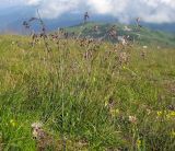 Silene saxatilis. Цветущее растение. Адыгея, Кавказский биосферный заповедник, северо-восточный склон горы Оштен, ≈ 2400 м н.у.м., альпийский луг. 18.07.2015.