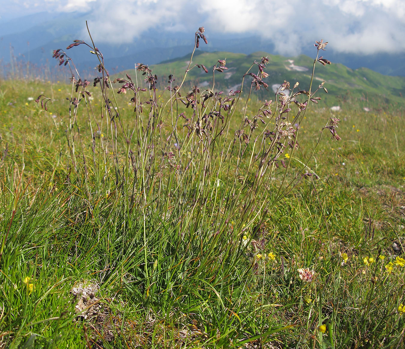 Image of Silene saxatilis specimen.