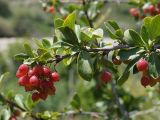 Berberis sphaerocarpa. Ветка с неспелыми плодами. Кыргызстан, Нарынская обл., правый берег р. Нарын, окр. с. Ак-Булун, I надпойменная терраса. 05.07.2015.