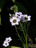 Image of taxon representative. Author is Лена Глазунова