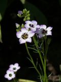 Gilia tricolor. Верхушка цветущего растения. Восточно-Казахстанская обл., Усть-Каменогорск, в культуре. 27.08.2009.