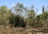 Calothamnus gilesii