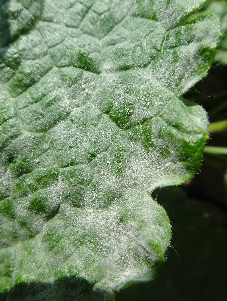 Image of Phlomoides tuberosa specimen.