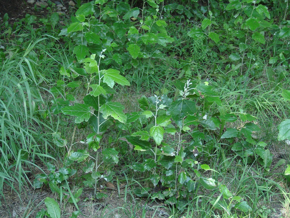 Изображение особи Populus alba.