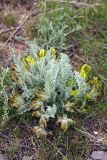 Astragalus xipholobus