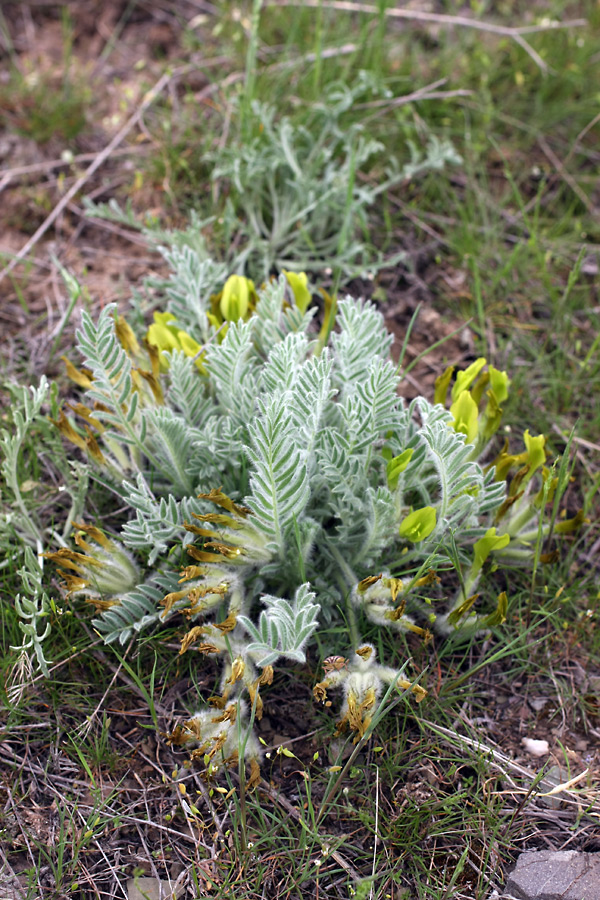 Изображение особи Astragalus xipholobus.