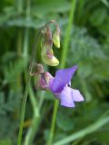 Lathyrus cyaneus