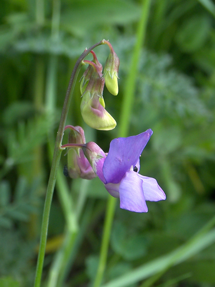 Изображение особи Lathyrus cyaneus.