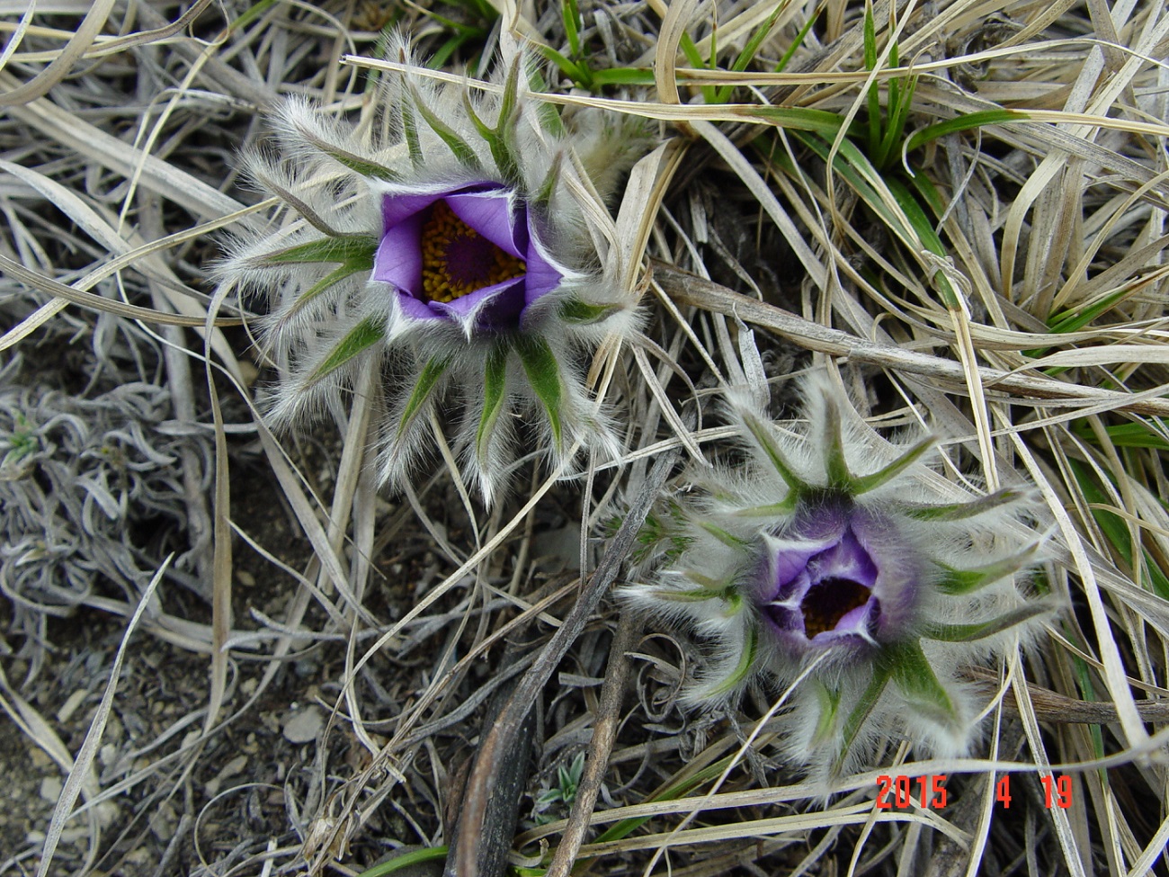 Image of Pulsatilla turczaninovii specimen.