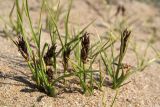 Carex stenophylla