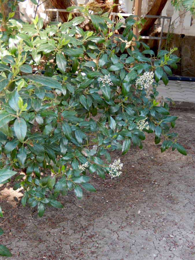Image of Viburnum tinus specimen.