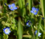 Veronica triphyllos