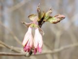 Lonicera praeflorens