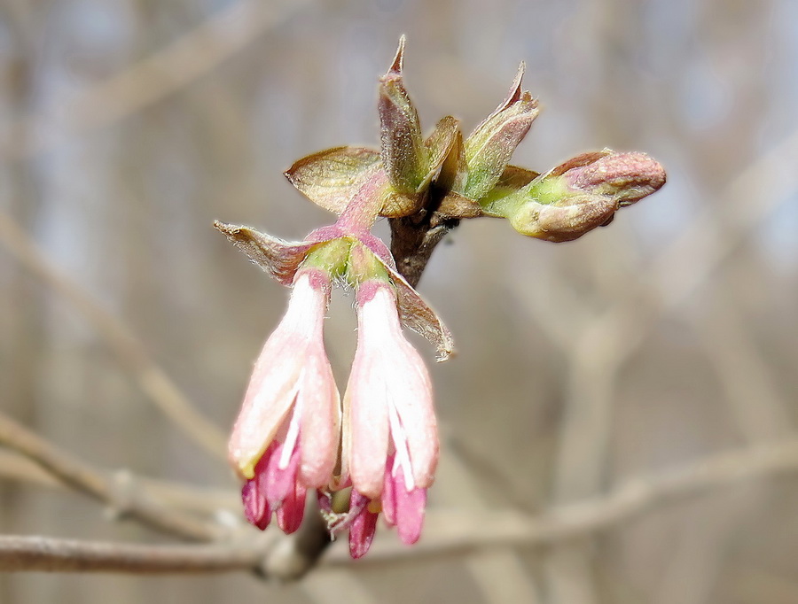 Изображение особи Lonicera praeflorens.