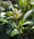 Pachysandra terminalis