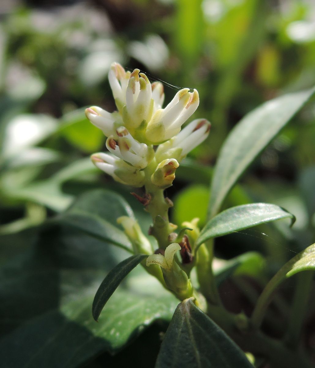 Изображение особи Pachysandra terminalis.